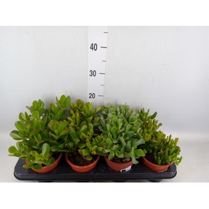 Crassula ...mix