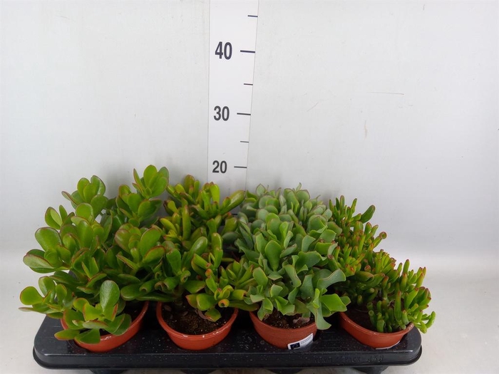 <h4>Crassula ...mix</h4>