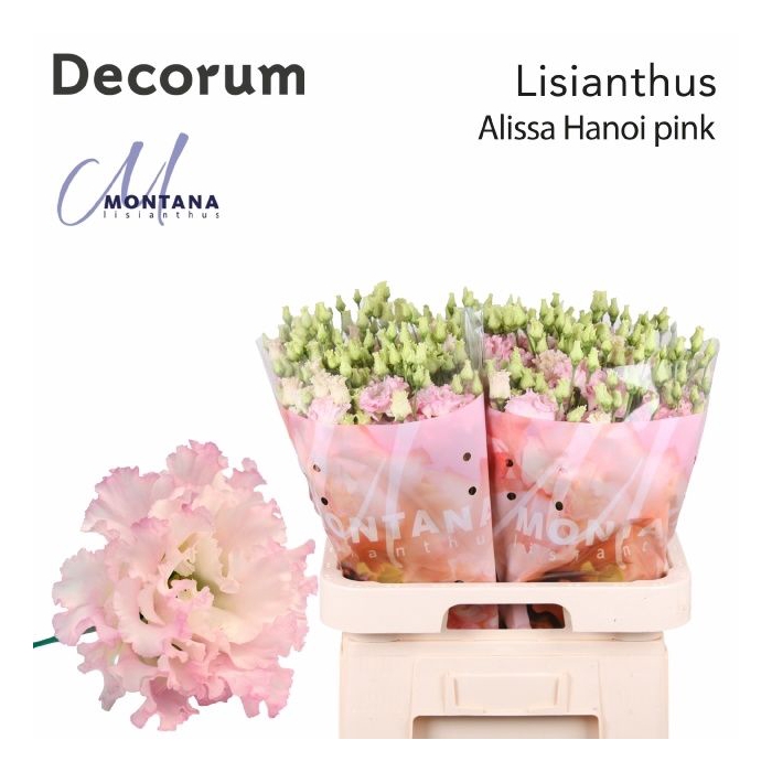 <h4>EUS G ALISSA PINK</h4>
