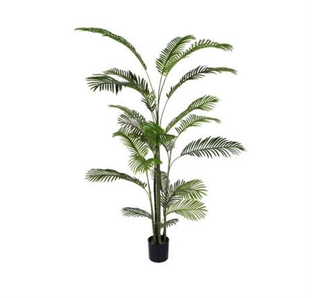 <h4>Silk Palm Areca Palm L220D120</h4>