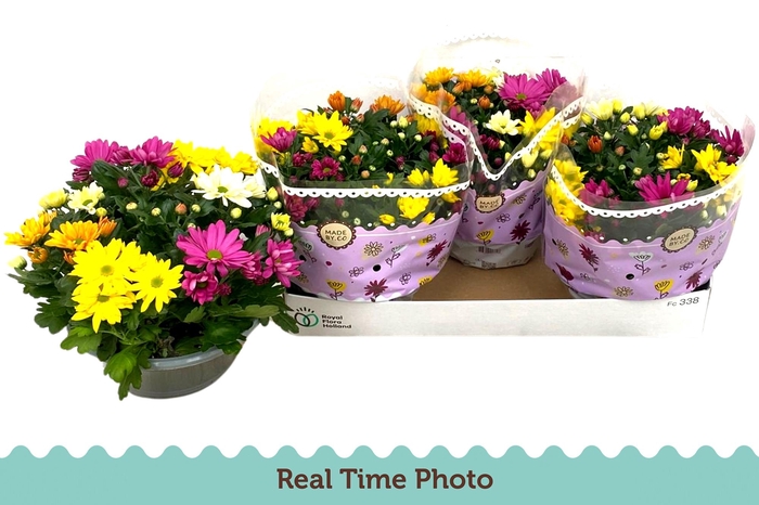 <h4>CHRYS GEM IN POT</h4>