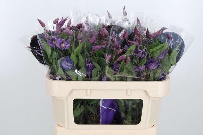 <h4>Clem Amazing Rome</h4>