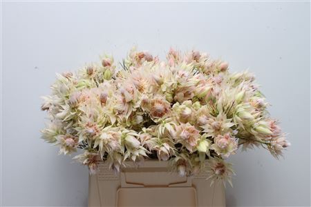 <h4>Blushing Bride 2-3</h4>
