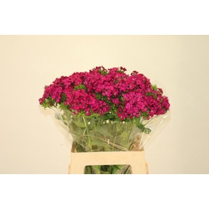 DI BARB AM NEON CHER