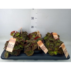 Begonia BD 'MagicColours Montuno'