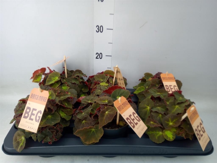 <h4>Begonia BD 'MagicColours Montuno'</h4>