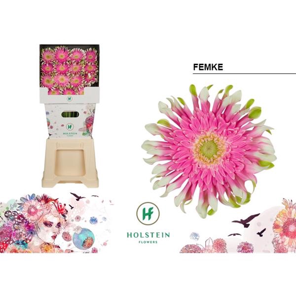 <h4>Ge Gr Pasta Femke Diamond Holstein</h4>