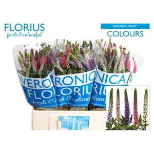 Veronica 'Smart Coulours' mix