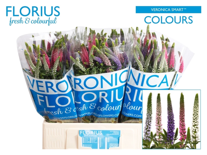 <h4>Veronica 'Smart Coulours' mix</h4>