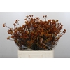 Anigozanthos Bush Sunset