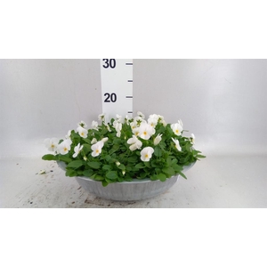 Viola corn. 'Deltini True White'