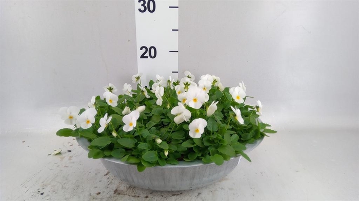 <h4>Viola corn. 'Deltini True White'</h4>