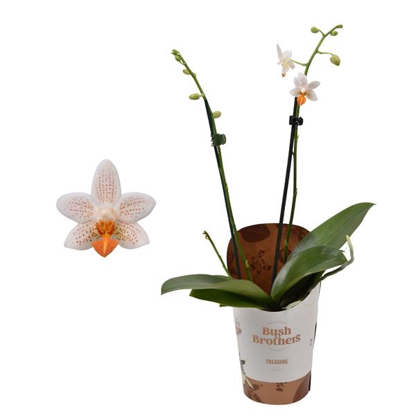 <h4>Phalaenopsis minimark 9 cm 1-2 tak</h4>