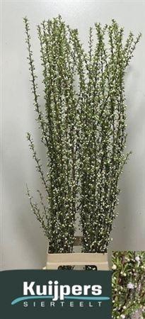 <h4>Prunus Gland Wit St</h4>