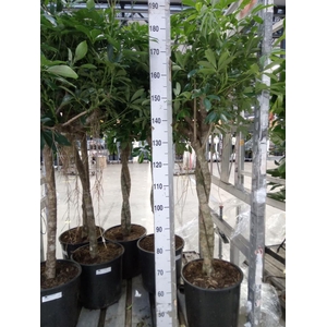 Schefflera arbor. 'Compacta'