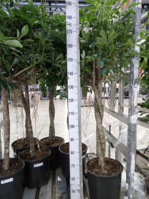 <h4>Schefflera arbor. 'Compacta'</h4>