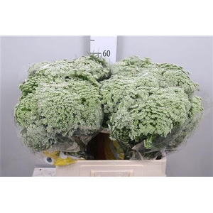 Ammi Vis Casablanca