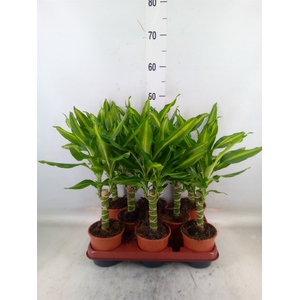 Dracaena frag. 'Mass Coast'