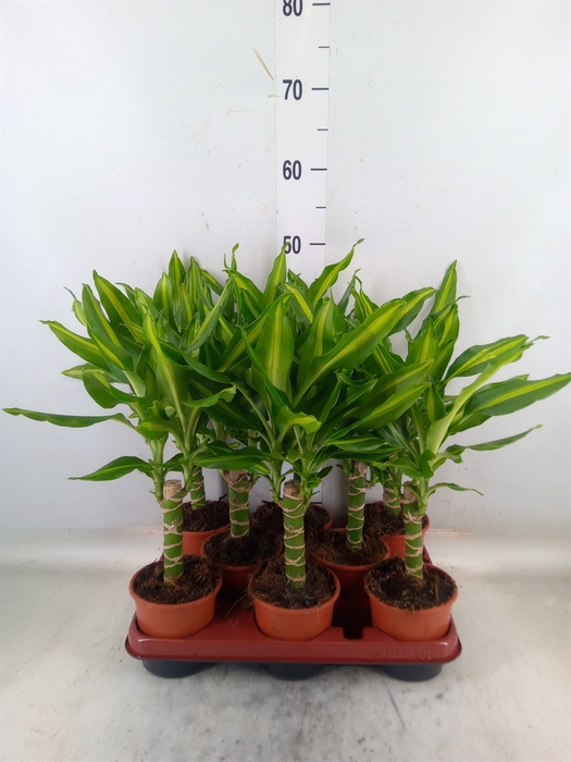 <h4>Dracaena frag. 'Mass Coast'</h4>