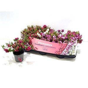 Gaulth Mucronata Gem 3 Srt