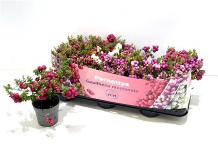 <h4>Gaulth Mucronata Gem 3 Srt</h4>