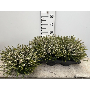 ERIC DA WHITE PERFEC