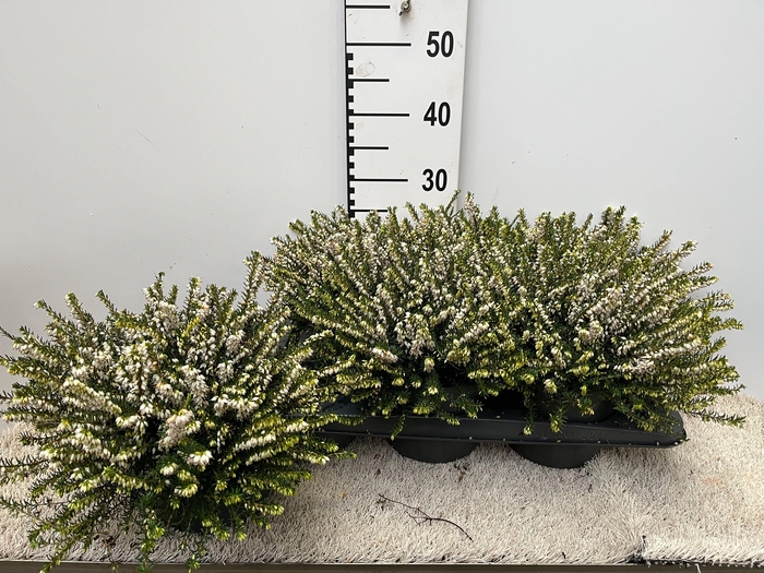 <h4>ERIC DA WHITE PERFEC</h4>