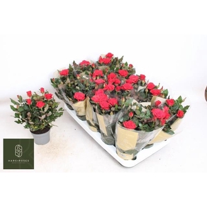 RO RED MERCE KORD GR