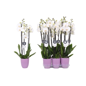 Phalaenopsis White World, 3-spike Lilac Ceramics