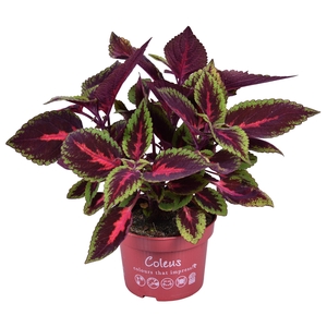 Coleus Main street Ruby road