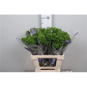 Trachelium caer. 'Jade'