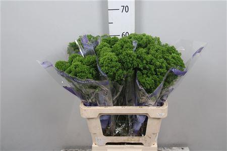 <h4>Trachelium caer. 'Jade'</h4>