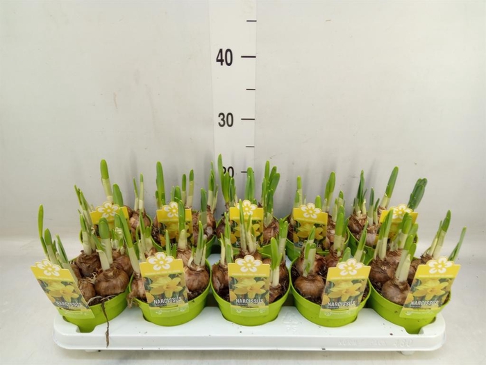<h4>Narcissus ...</h4>