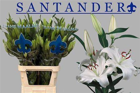 <h4>Li Or Santander 5+</h4>