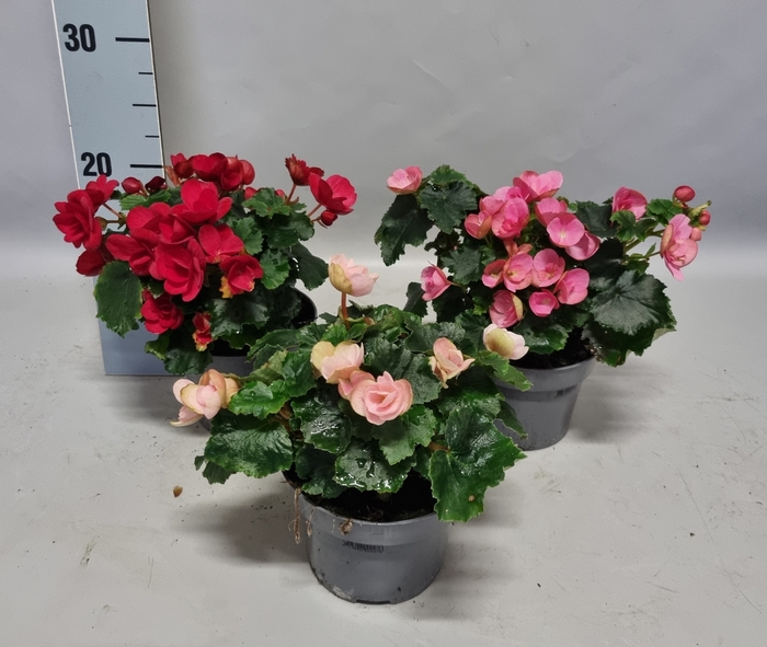 Indoor Begonia betulia Overig