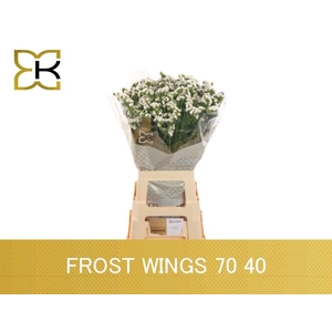 LIM S FROST WINGS
