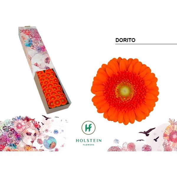 <h4>Ge Mi Dorito Box Holstein</h4>