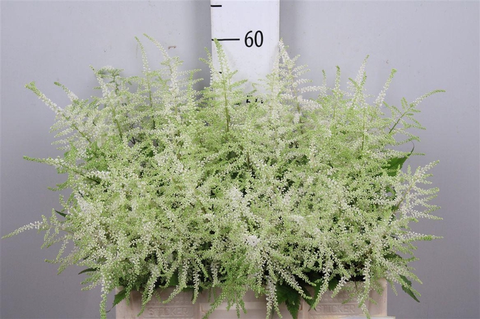 <h4>Astil Ja Washington</h4>