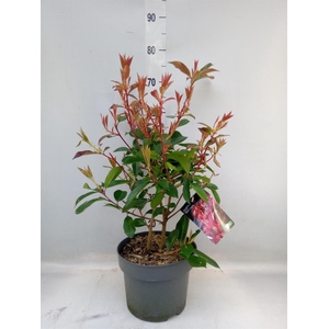 Photinia fraseri