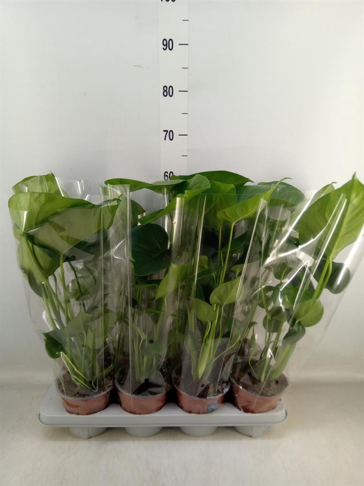 <h4>Monstera delic.</h4>