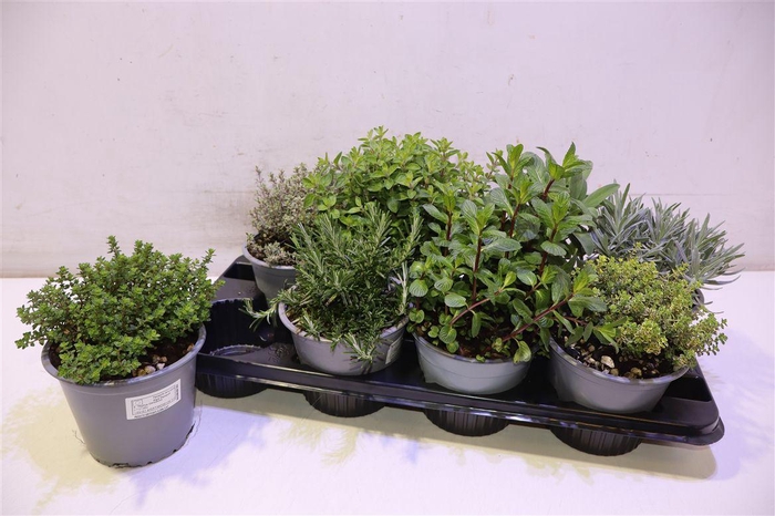 <h4>Tuinkruiden Gem</h4>