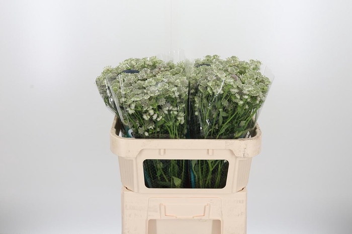 <h4>Astrantia Wit Billion Stars</h4>