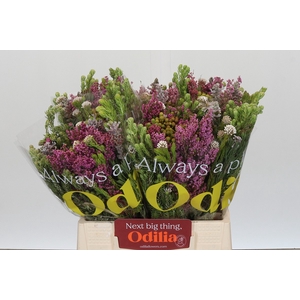 BQ Kaaps Groen Mountain Mix