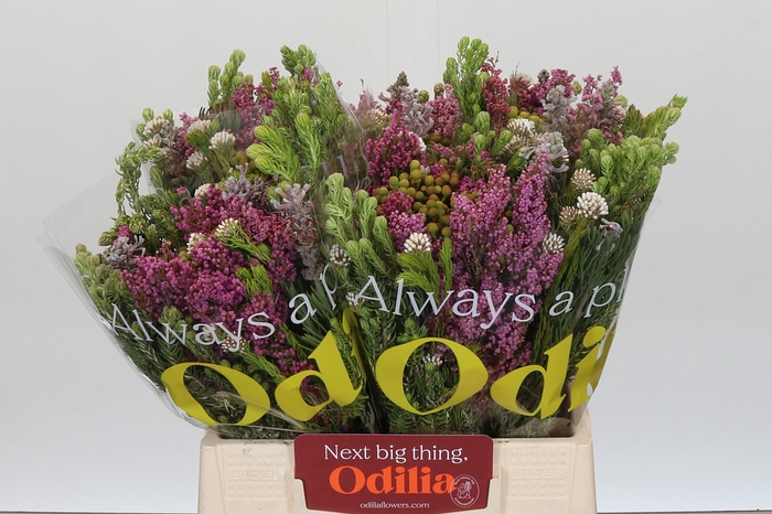 <h4>BQ Kaaps Groen Mountain Mix</h4>