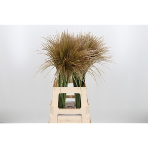 Misc Sin White Cloud