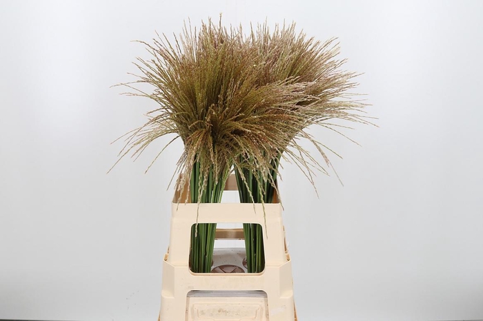 <h4>Misc Sin White Cloud</h4>