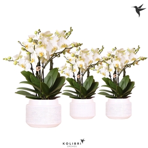 Kolibri Orchids Phalaenopsis Lausanne in maze white