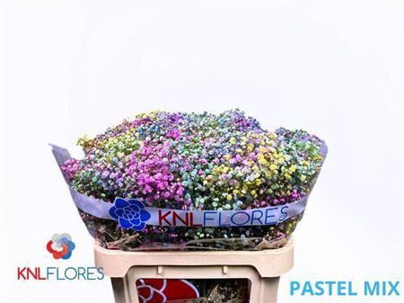 <h4>Gyps Pastel Mix</h4>
