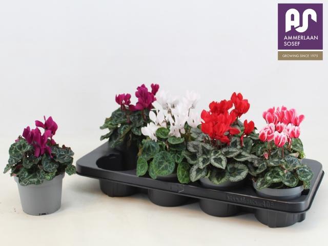 <h4>CYCL KL METIS DECORA</h4>