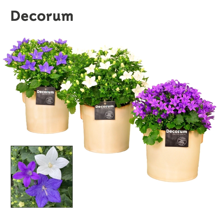 <h4>Campanula Mix lauren Decorum</h4>